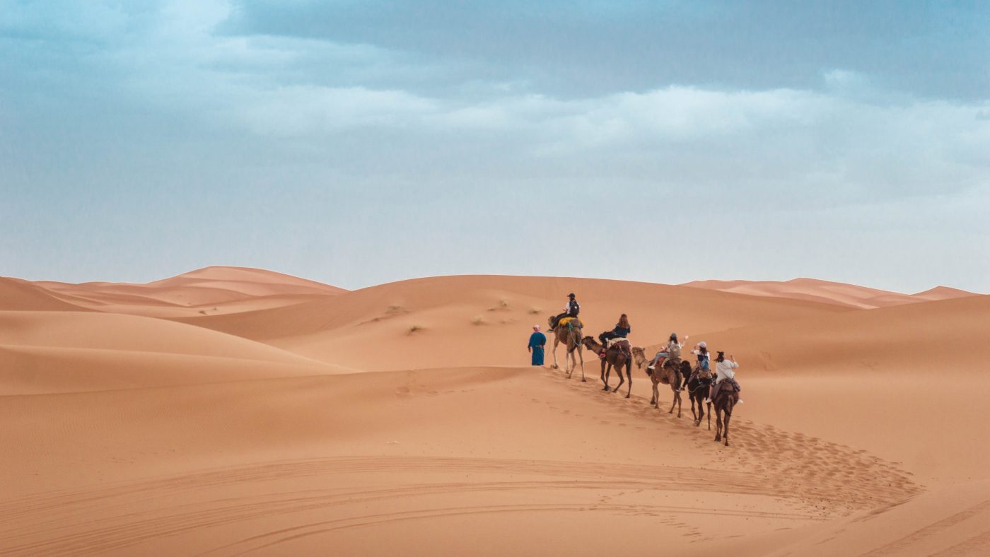 Camels resting under a clear night sky in the Sahara Desert